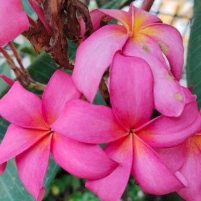 🇧🇾Бегунчики 🏆💪🥑 DODDAIAH . E ಬೆಂಗಳೂರು post image