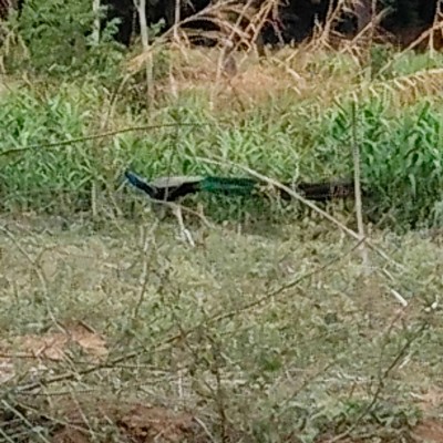 walking for health DODDAIAH . E ಬೆಂಗಳೂರು post image