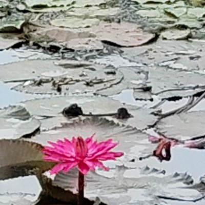 Motivator for walking DODDAIAH . E ಬೆಂಗಳೂರು post image