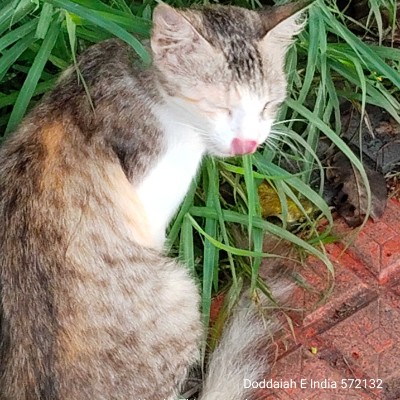 Chatting DODDAIAH . E ಬೆಂಗಳೂರು post image