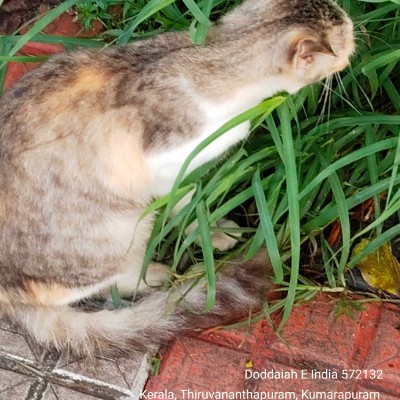 Chatting DODDAIAH . E ಬೆಂಗಳೂರು post image