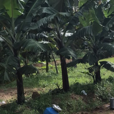 تحدي يلا كيتو سودان 🌺 DODDAIAH . E ಬೆಂಗಳೂರು post image