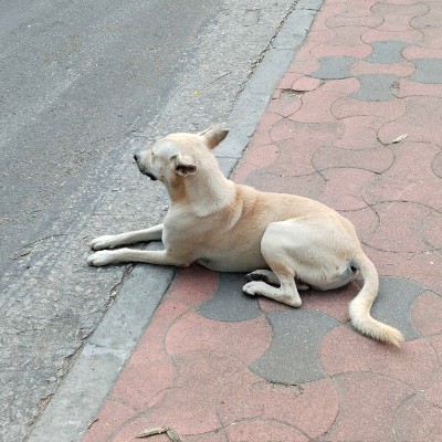 Coffe Heaven☕️🐈 DODDAIAH . E ಬೆಂಗಳೂರು post image