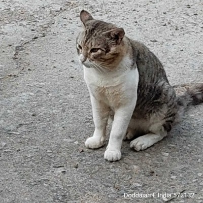 Chatting DODDAIAH . E ಬೆಂಗಳೂರು post image