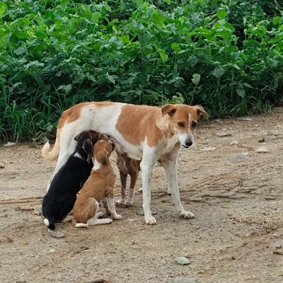 walking for health DODDAIAH . E ಬೆಂಗಳೂರು post image