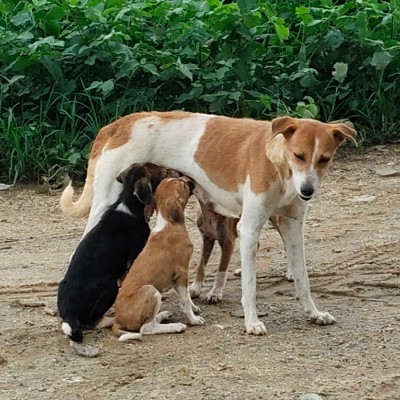 walking for health DODDAIAH . E ಬೆಂಗಳೂರು post image