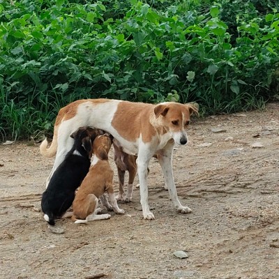 American 🇺🇸 DODDAIAH . E ಬೆಂಗಳೂರು post image