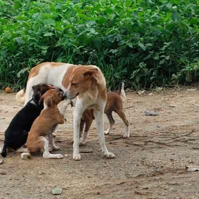 American 🇺🇸 DODDAIAH . E ಬೆಂಗಳೂರು post image