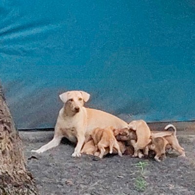 🤗💖 Indian Joggers 💖🤗 DODDAIAH . E ಬೆಂಗಳೂರು post image