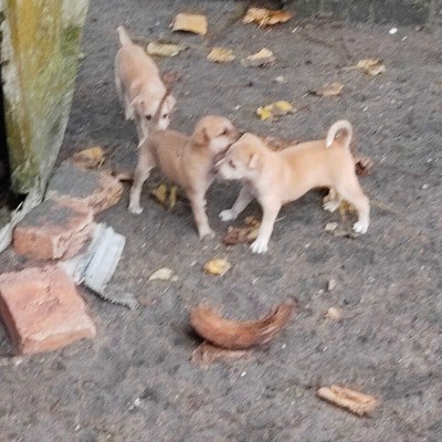 🤗💖 Indian Joggers 💖🤗 DODDAIAH . E ಬೆಂಗಳೂರು post image