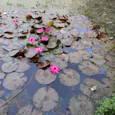 New Friends of Tom πΌπ DODDAIAH . E ಬΰ³ΰ²ΰ²ΰ²³ΰ³ΰ²°ΰ³ post image