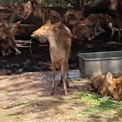 Roll Tide DODDAIAH . E ಬೆಂಗಳೂರು post image