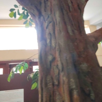 健康一萬步 DODDAIAH . E ಬೆಂಗಳೂರು post image