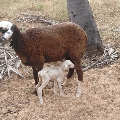 РОССИЯ🇷🇺🇷🇺🇷🇺 DODDAIAH . E ಬೆಂಗಳೂರು post image