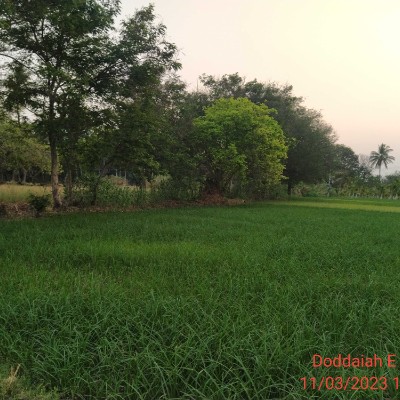 Perte de poids DODDAIAH . E ಬೆಂಗಳೂರು post image