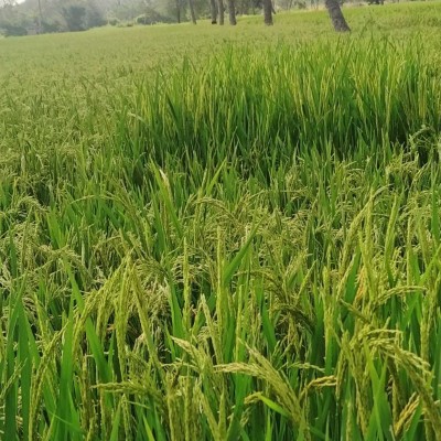 Zdrowo i kolorowo DODDAIAH . E ಬೆಂಗಳೂರು post image