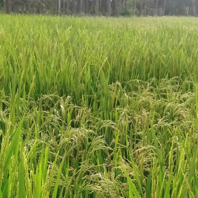 Zdrowo i kolorowo DODDAIAH . E ಬೆಂಗಳೂರು post image