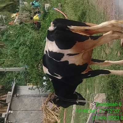 TO FIT TO QUIT DODDAIAH . E ಬೆಂಗಳೂರು post image