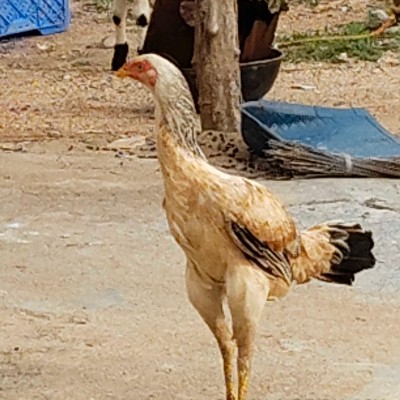 Filipino Pacers DODDAIAH . E ಬೆಂಗಳೂರು post image