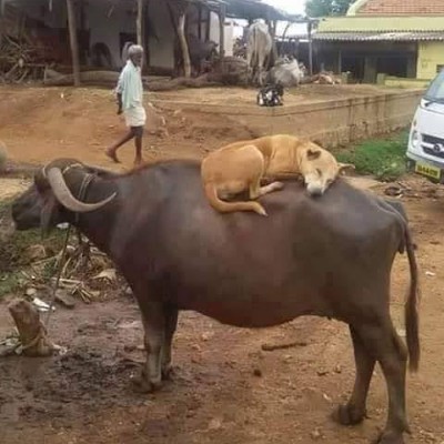 Bikers Destination & Lovers ❤️ DODDAIAH . E ಬೆಂಗಳೂರು post image