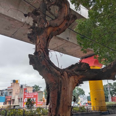 Strollers DODDAIAH . E ಬೆಂಗಳೂರು post image