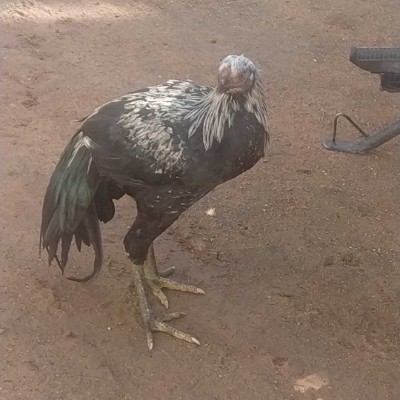 New Jersey Pacers DODDAIAH . E ಬೆಂಗಳೂರು post image