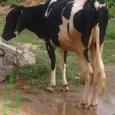 TO FIT TO QUIT DODDAIAH . E ಬೆಂಗಳೂರು post image