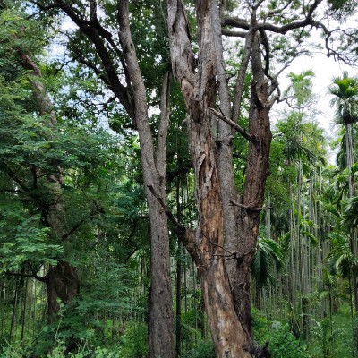 marcheurs motivés et compagnie DODDAIAH . E ಬೆಂಗಳೂರು post image