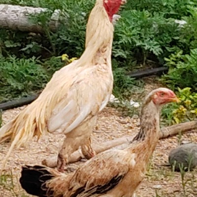 Filipino Pacers DODDAIAH . E ಬೆಂಗಳೂರು post image