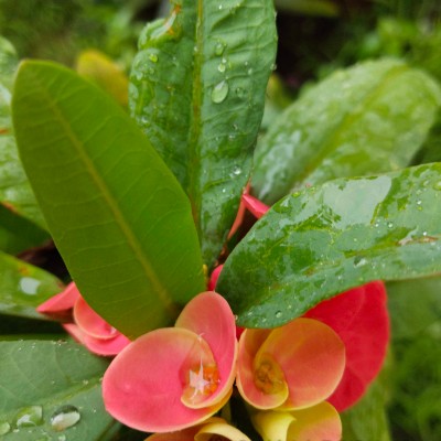 Stay Safe Stay 🏠 🏃‍♀️ DODDAIAH . E ಬೆಂಗಳೂರು post image