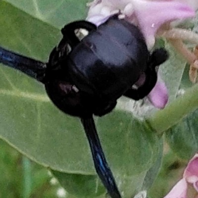 Amigos del deporte DODDAIAH . E ಬೆಂಗಳೂರು post image