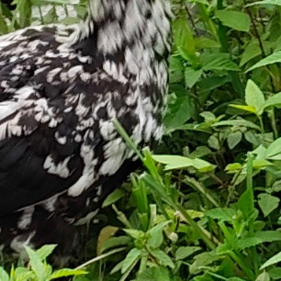 Filipino Pacers DODDAIAH . E ಬೆಂಗಳೂರು post image