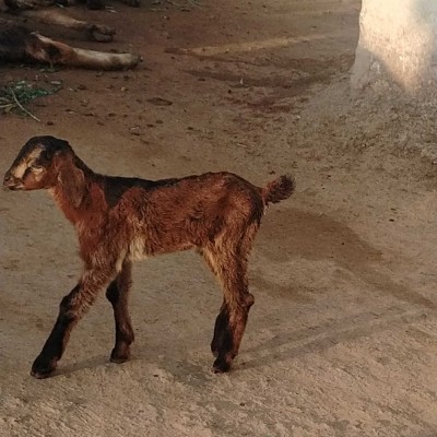 ChuckChallenge (Maximum Steps) DODDAIAH . E ಬೆಂಗಳೂರು post image