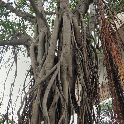 Strollers DODDAIAH . E ಬೆಂಗಳೂರು post image