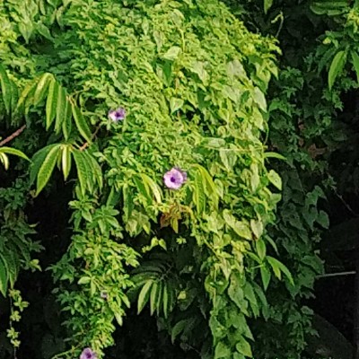 Rick's Friends DODDAIAH . E ಬೆಂಗಳೂರು post image