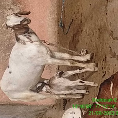 TO FIT TO QUIT DODDAIAH . E ಬೆಂಗಳೂರು post image