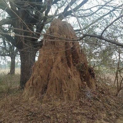 Roll Tide DODDAIAH . E ಬೆಂಗಳೂರು post image