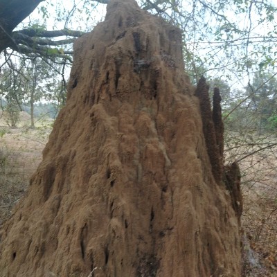 Roll Tide DODDAIAH . E ಬೆಂಗಳೂರು post image