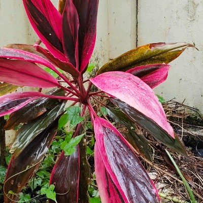 Stay Safe Stay 🏠 🏃‍♀️ DODDAIAH . E ಬೆಂಗಳೂರು post image