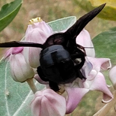 Amigos del deporte DODDAIAH . E ಬೆಂಗಳೂರು post image