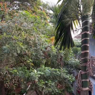 Indonesia Walker  DODDAIAH . E ಬೆಂಗಳೂರು post image