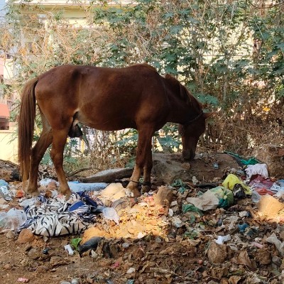 Highlander  DODDAIAH . E ಬೆಂಗಳೂರು post image