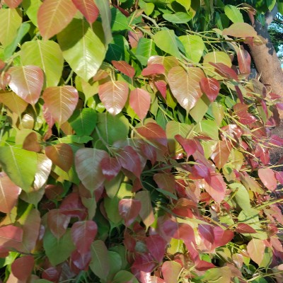 Roll Tide DODDAIAH . E ಬೆಂಗಳೂರು post image