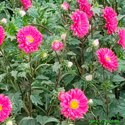 (Light Walk) پياده روى سَبُك DODDAIAH . E ಬೆಂಗಳೂರು post image