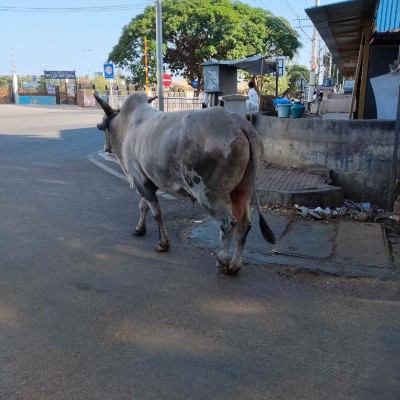 ALSHAHEED PARK🇰🇼حديقة الشهيد DODDAIAH . E ಬೆಂಗಳೂರು post image
