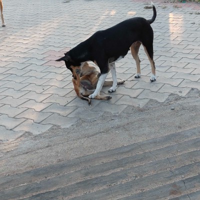 Pacer Dubai Club    نادي دبي DODDAIAH . E ಬೆಂಗಳೂರು post image