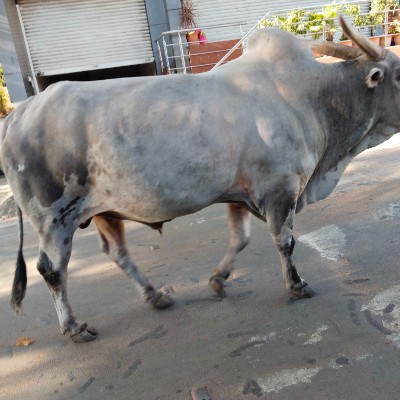 ALSHAHEED PARK🇰🇼حديقة الشهيد DODDAIAH . E ಬೆಂಗಳೂರು post image