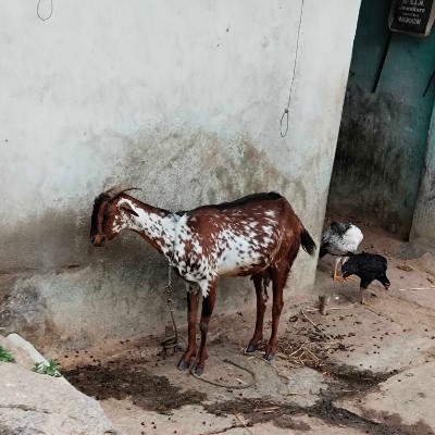 Клуб 5 утра DODDAIAH . E ಬೆಂಗಳೂರು post image