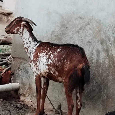 Клуб 5 утра DODDAIAH . E ಬೆಂಗಳೂರು post image