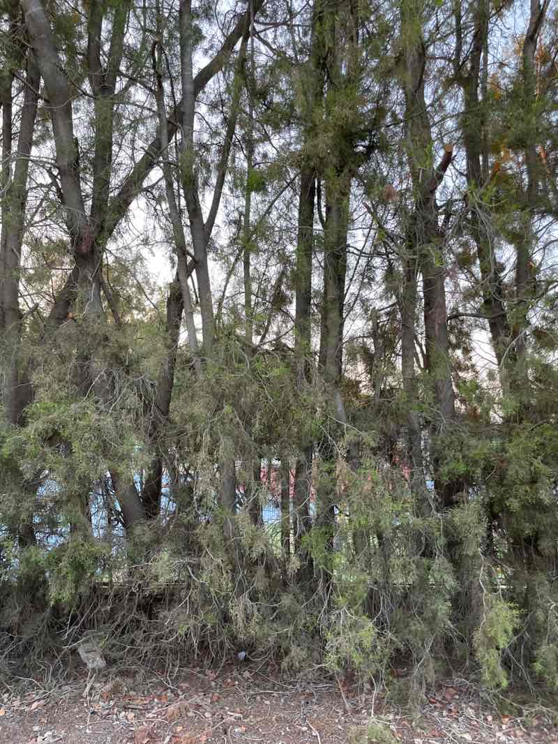 walking near me in Agios Dimitrios Park in autumn